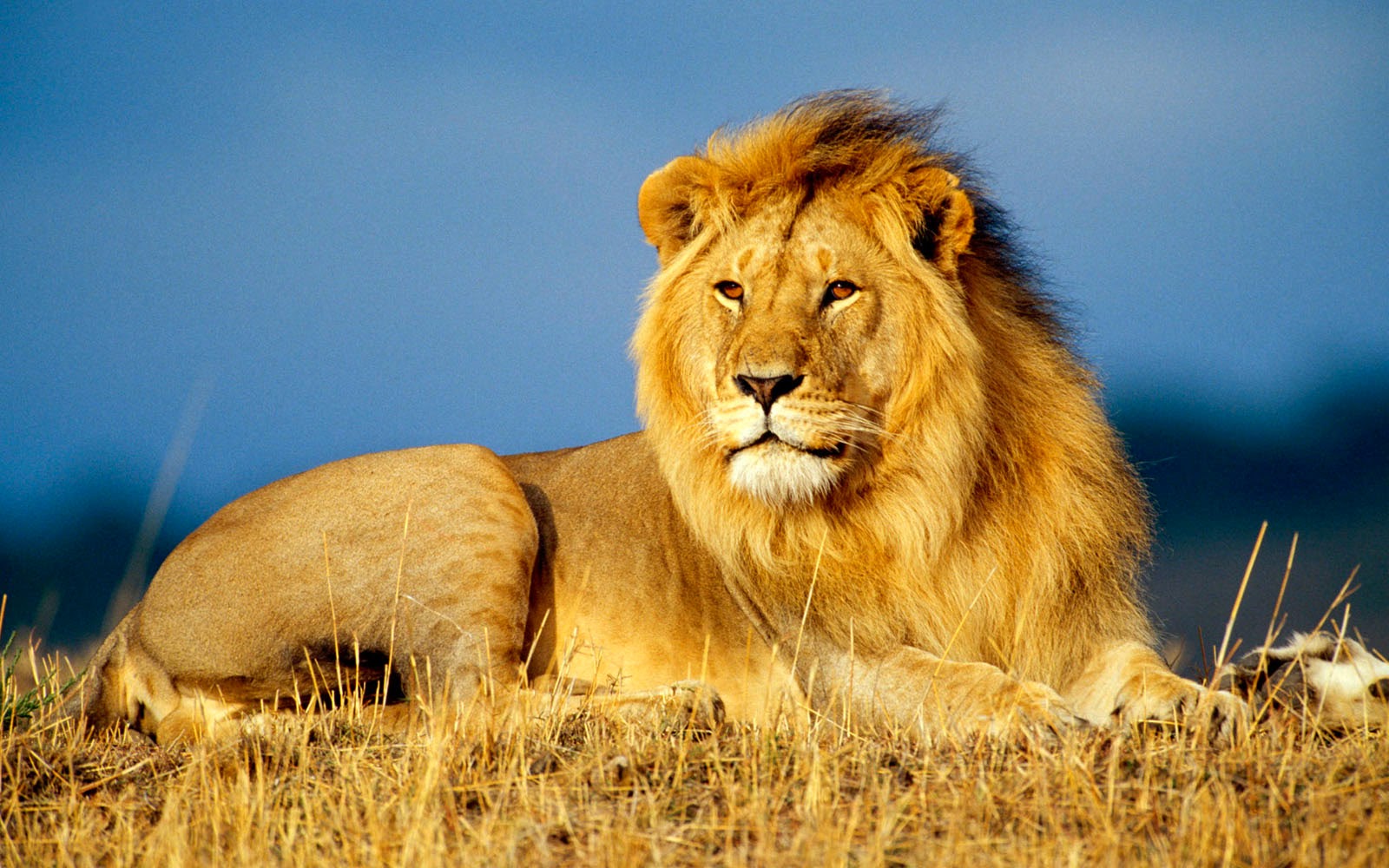 leo lions leo lions